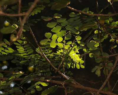 Adenopodia spicata, photographed by Wynand Uys