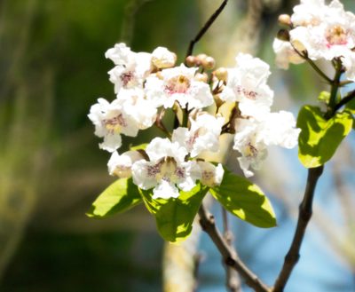 Catalpa bignonioides, photographed by Murielle Desrois