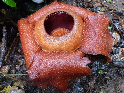 Rafflesia kerrii, photographed by Sarka Masova