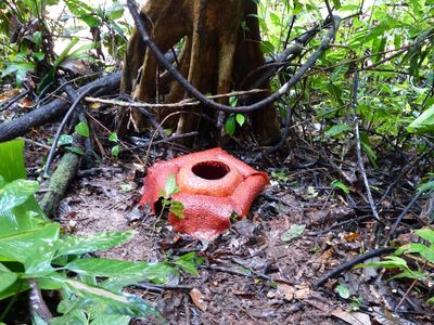 Rafflesia kerrii, photographed by Sarka Masova