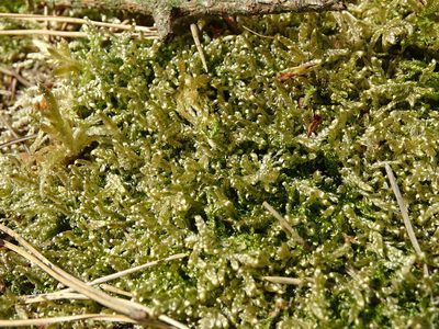 Hypnum jutlandicum, photographed by Grzegorz Grzejszczak