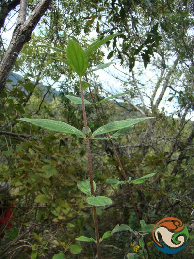 Perymenium discolor, photographed by Eugenio Padilla