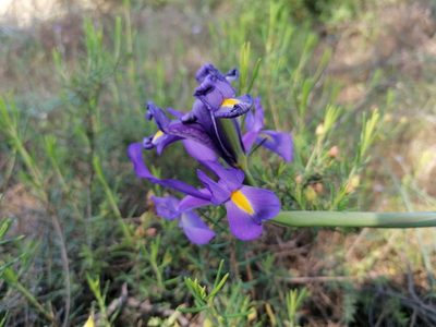 Iris xiphium, photographed by Duarte Frade