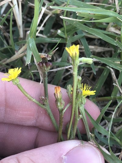 Crepis zacintha, photographed by Sam Kieschnick
