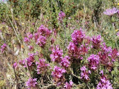 Thymus lotocephalus, photographed by Duarte Frade
