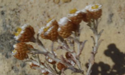 Helichrysum cochleariforme, photographed by Nicola van Berkel