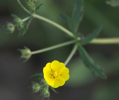 Potentilla chrysantha, photographed by Pavel Komkov