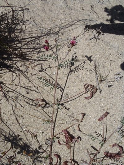 Lessertia diffusa, photographed by Nicola van Berkel