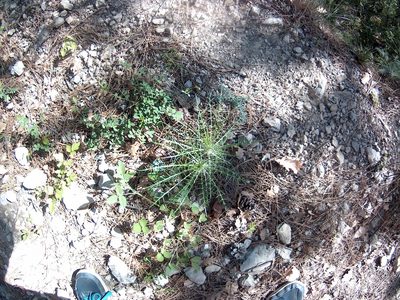 Ptilostemon echinocephalus, photographed by Михаил Орлов