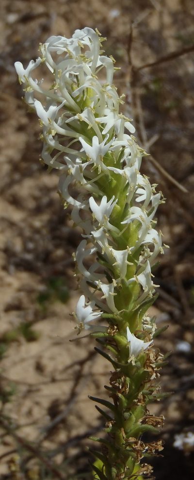 Hebenstretia dentata, photographed by Nicola van Berkel