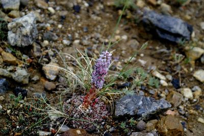 Orostachys thyrsiflora, photographed by Pavel Komkov
