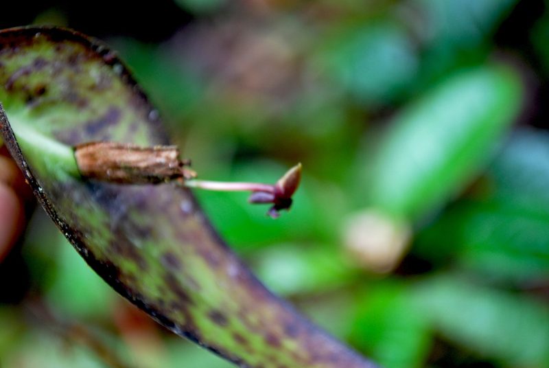 Pleurothallis peculiaris, photographed by desertnaturalist