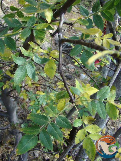 Bursera linanoe, photographed by Eugenio Padilla