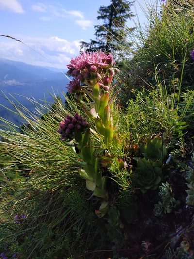 Sempervivum marmoreum, photographed by xulescu_g