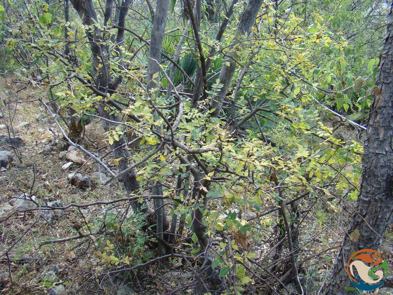 Bursera linanoe, photographed by Eugenio Padilla