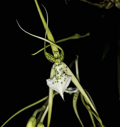 Brassia verrucosa, photographed by Victor De la Cruz