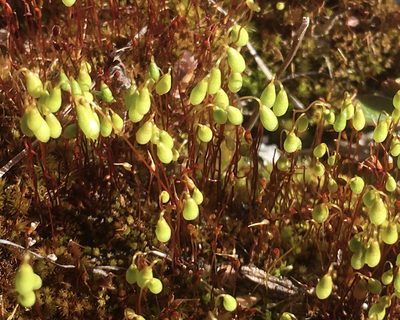 Leptobryum pyriforme, photographed by Roger Rittmaster