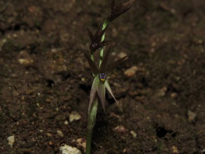 Miersia chilensis, photographed by Nicolás Lavandero