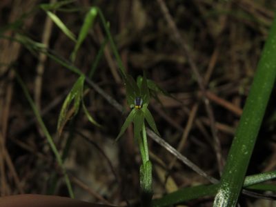 Miersia chilensis, photographed by Nicolás Lavandero