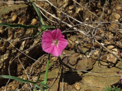 Convolvulus chilensis, photographed by Nicolás Lavandero