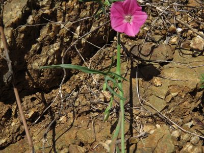Convolvulus chilensis, photographed by Nicolás Lavandero
