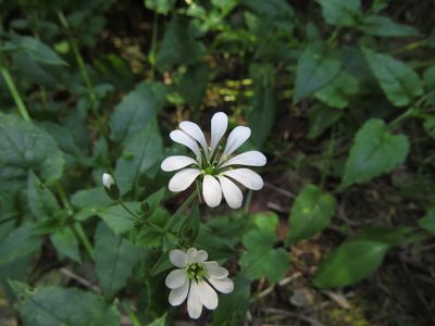 Stellaria chilensis, photographed by Nicolás Lavandero