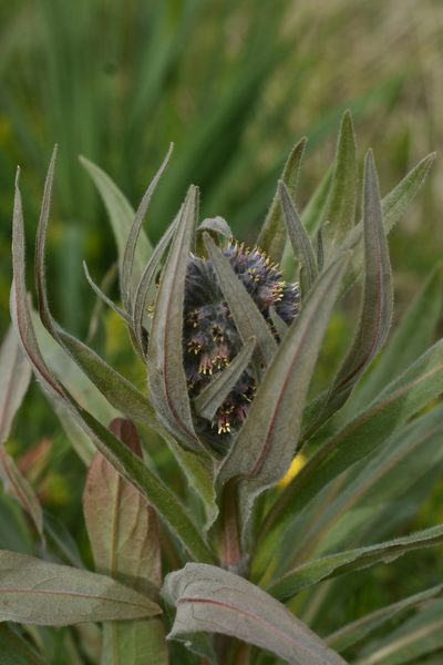 Solenanthus apenninus, photographed by Nicola Simoncini