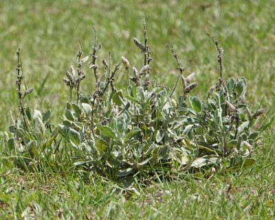 Lupinus pilosior, photographed by Claire Herzog