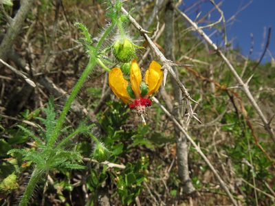 Loasa tricolor, photographed by Nicolás Lavandero