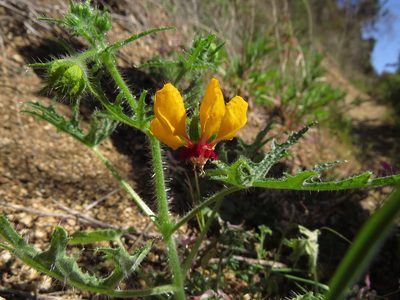 Loasa tricolor, photographed by Nicolás Lavandero