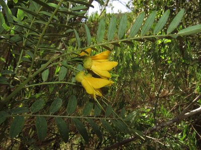 Sophora macrocarpa, photographed by Nicolás Lavandero