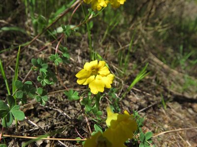 Tropaeolum hookerianum, photographed by Nicolás Lavandero