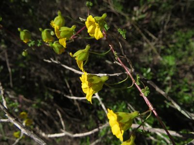 Tropaeolum hookerianum, photographed by Nicolás Lavandero