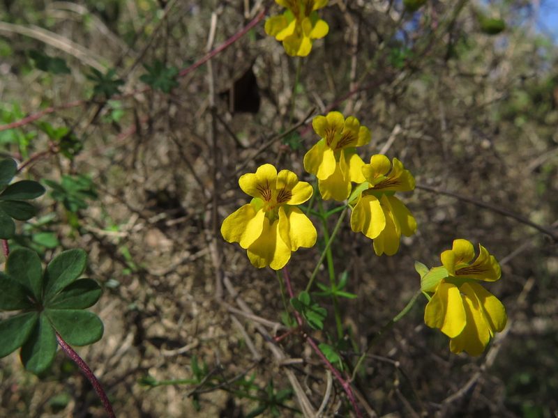 Tropaeolum hookerianum, photographed by Nicolás Lavandero