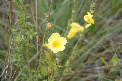 Aureolaria pectinata, photographed by Claire Herzog