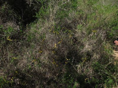 Tropaeolum hookerianum, photographed by Nicolás Lavandero