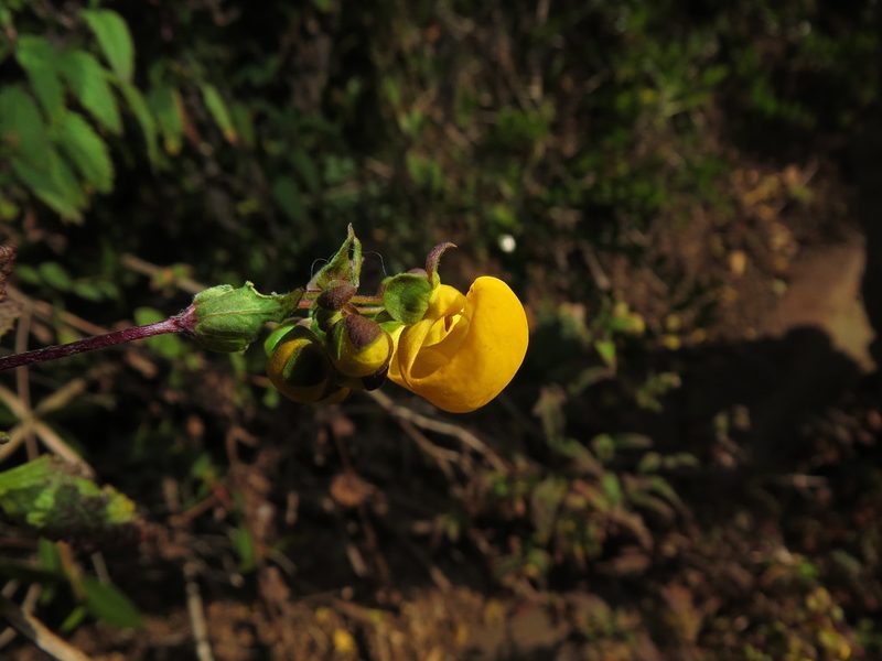 Calceolaria ascendens, photographed by Nicolás Lavandero