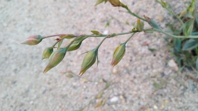 Tuberaria lignosa, photographed by Josep Gesti