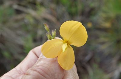 Chapmannia floridana, photographed by Claire Herzog