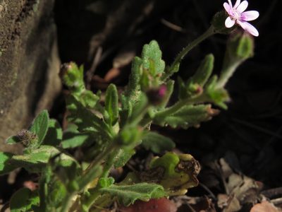 Leucheria glandulosa, photographed by Nicolás Lavandero