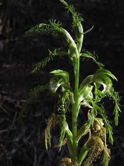 Bipinnula plumosa, photographed by Nicolás Lavandero