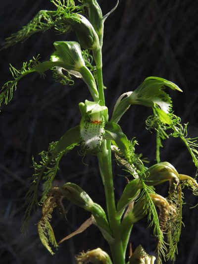 Bipinnula plumosa, photographed by Nicolás Lavandero