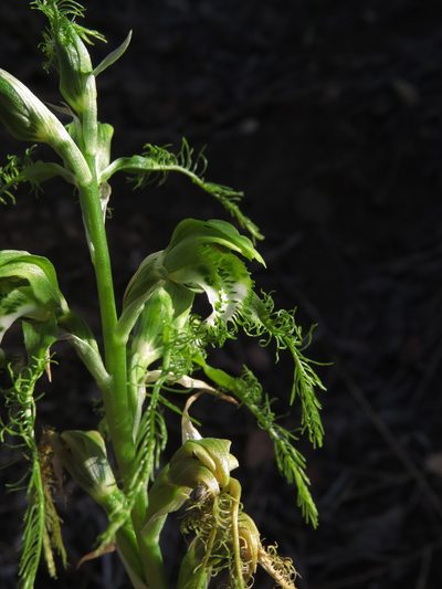 Bipinnula plumosa, photographed by Nicolás Lavandero