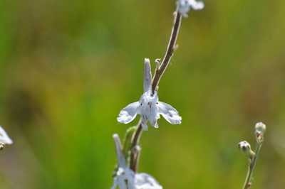 Delphinium carolinianum, photographed by brybrysciguy