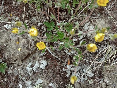Potentilla arenosa, photographed by Syd Cannings
