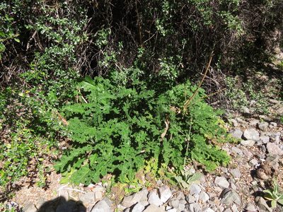 Loasa sclareifolia, photographed by Nicolás Lavandero