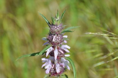 Monarda clinopodioides, photographed by brybrysciguy