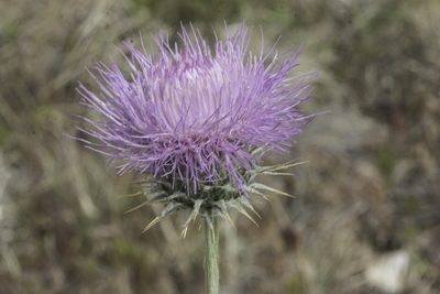 Cirsium neomexicanum, photographed by Craig Martin