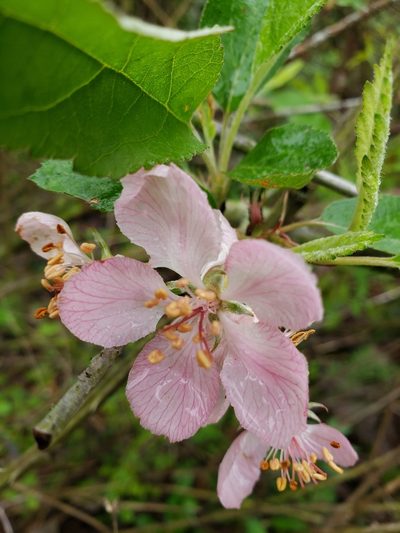 Malus ioensis, photographed by Daniel