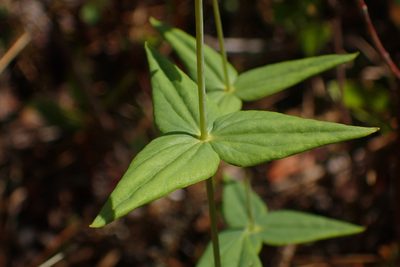 Lysimachia asperulifolia, photographed by Austin Pursley